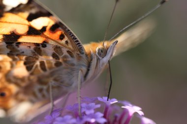 Schmetterling