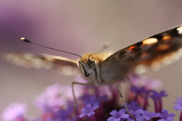 Schmetterling — Stock fotografie