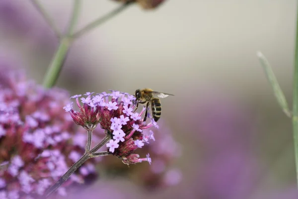 Bienen... — Fotografia de Stock