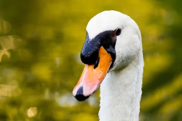 Swan porträtt Royaltyfria Stockbilder