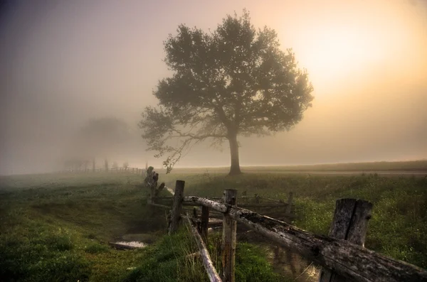 Kırsalda sisli bir sabah — Stok fotoğraf