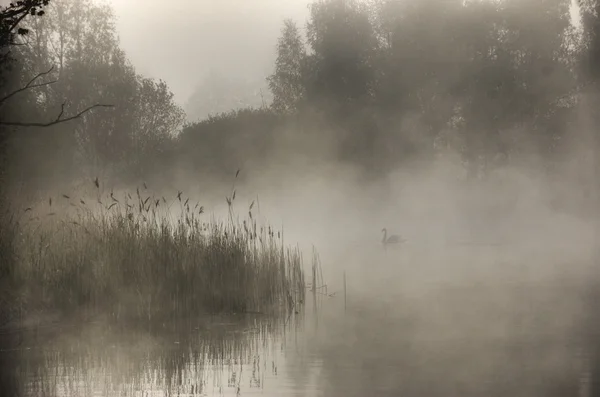 Cisne en la niebla por la mañana — Foto de Stock