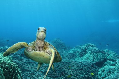 yeşil deniz kaplumbağası