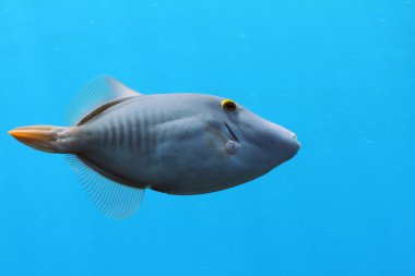 Barred Filefish clipart