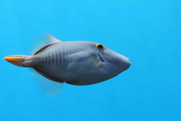 Barred Filefish — Stock Photo, Image