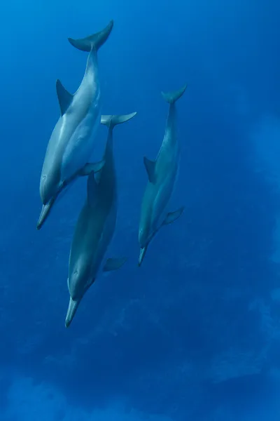 stock image Spinner Dolphin