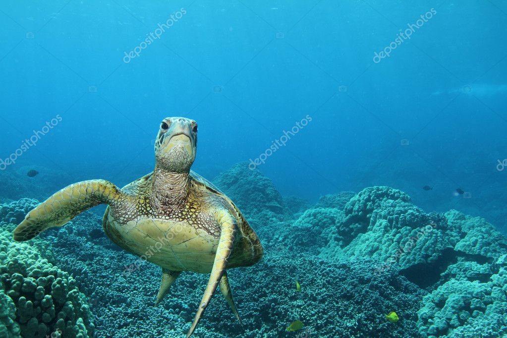 Green Sea Turtle Stock Photo By ©martywakat 7608071