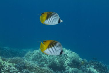 Threadfin butterflyfish