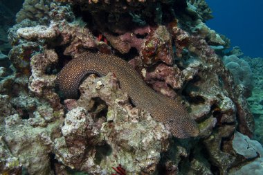 Whitemouth Moray Eel