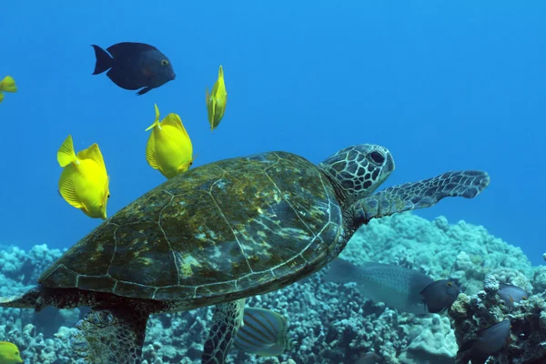 Zelená mořská želva — Stock fotografie