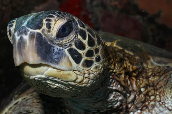 Зеленая черепаха — стоковое фото