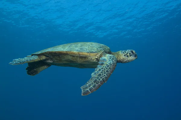 Tartaruga marina verde — Foto Stock