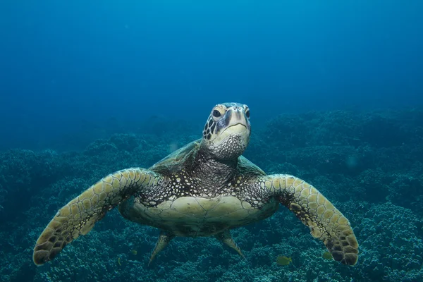 Tartaruga marina verde — Foto Stock