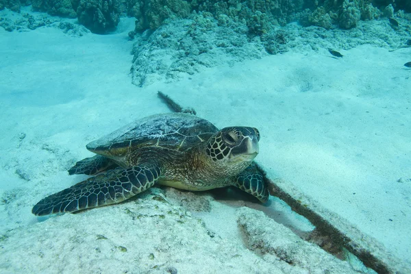 Żółw morski zielony — Zdjęcie stockowe