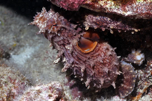 Hawaiian Day Octopus — Stock Photo, Image