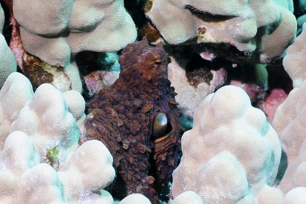 Día de Hawai Octopus — Foto de Stock