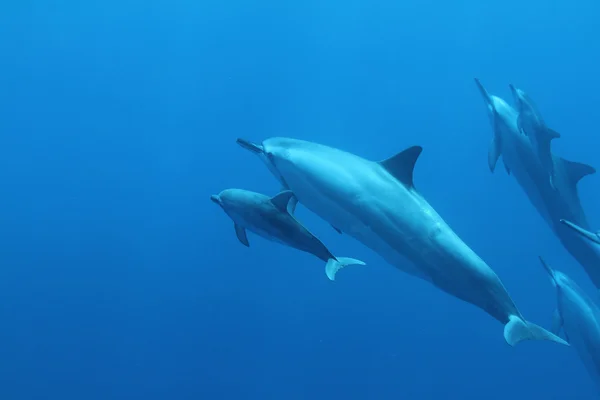 微调框海豚 — 图库照片