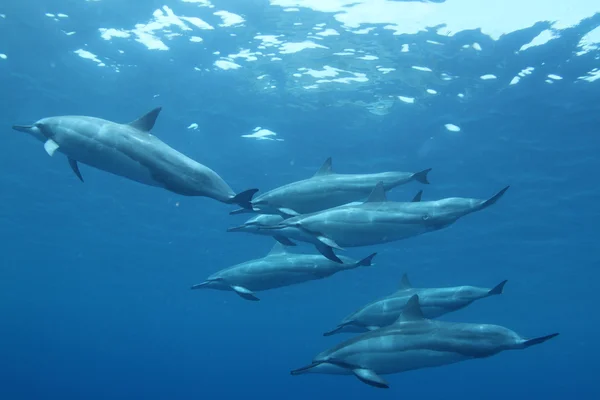 Delfin tarczy — Zdjęcie stockowe