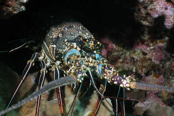 Spiny Lobster — Stock Photo, Image