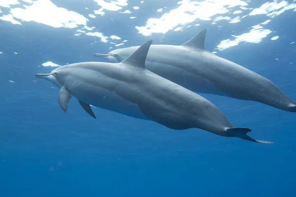 stock image Spinner Dolphin