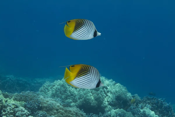 Threadfin Butterflyfish — Stock Photo, Image
