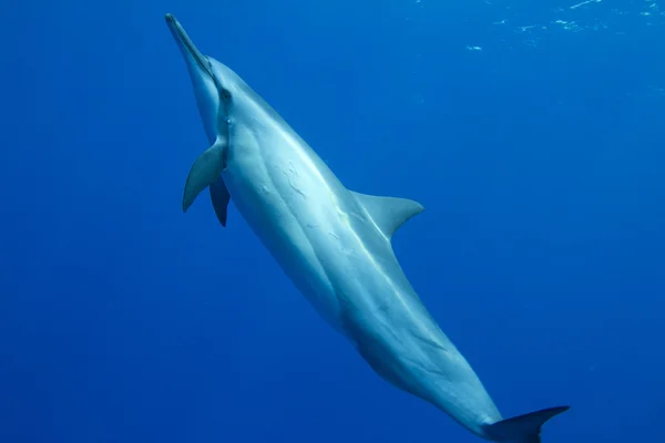Spinner-Delfin — Stockfoto