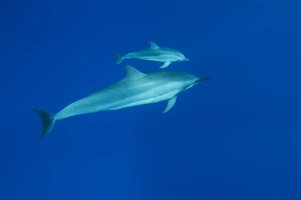 微调框海豚 — 图库照片