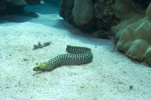 Moray anguila sin dulzura — Foto de Stock