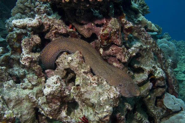 Moray anguila de la boca blanca — Foto de Stock