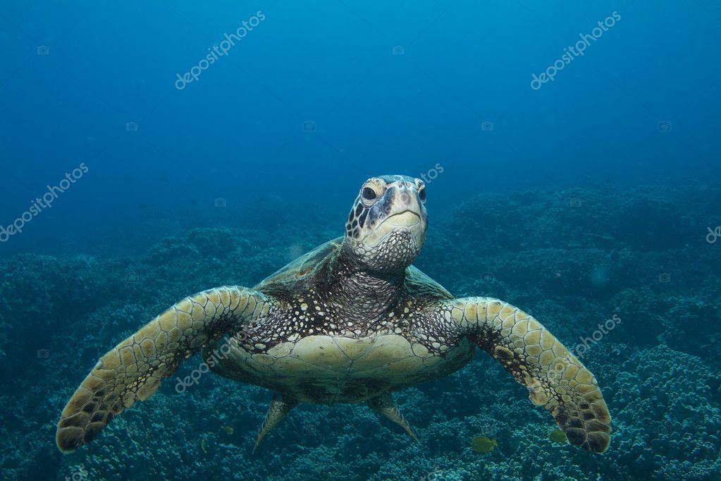 Green Sea Turtle Stock Photo by ©martywakat 7690306