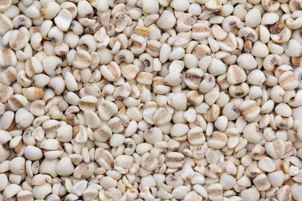 Whole grains — Stock Photo, Image