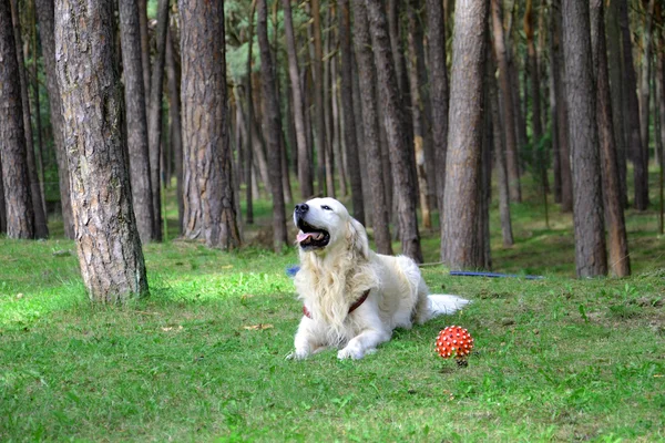 Złoty pies myśliwski gra — Zdjęcie stockowe