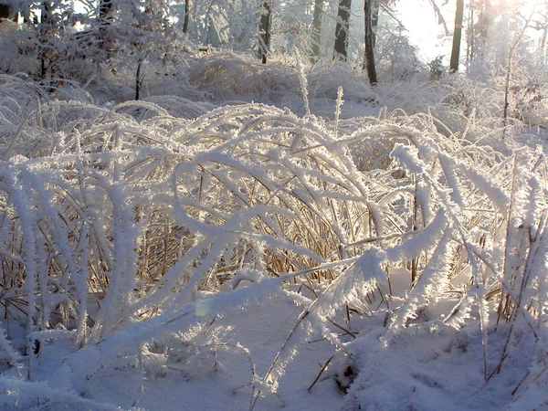 Beautifull frozen meadow — Stock Photo, Image