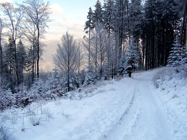 Sentiero solitario nella foresta invernale Foto Stock