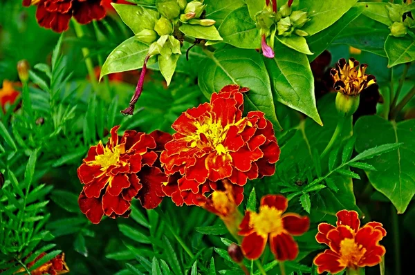 Aksamitka kwiat — Zdjęcie stockowe