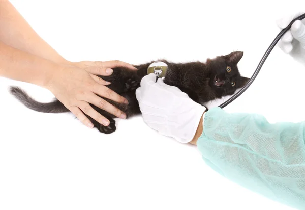 Veterinar care are grijă de o pisică mică — Fotografie, imagine de stoc
