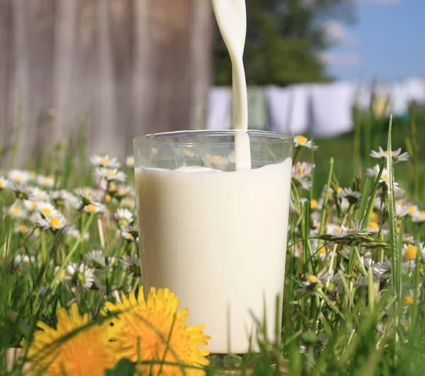 stock image Glass of milk