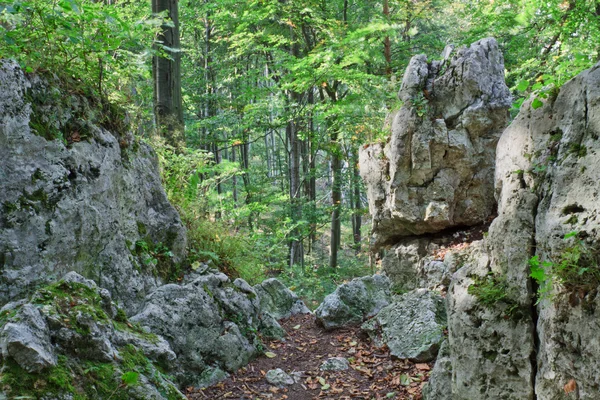 stock image Forest of stones