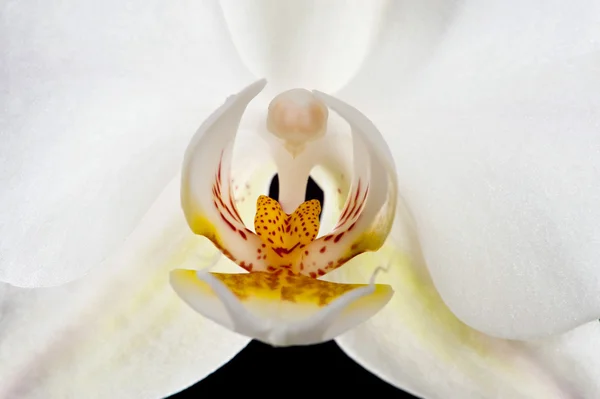 stock image White orchid