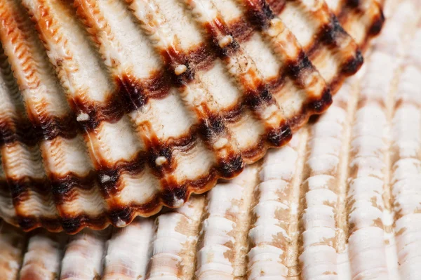 貝殻のクローズ アップ — ストック写真