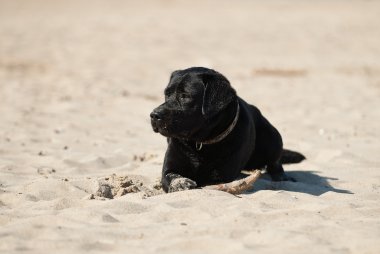 Labrador retriever kum üzerinde