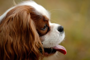 Şövalye Kral Charles Spaniel