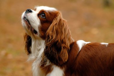 Cavalier King Charles Spaniel clipart