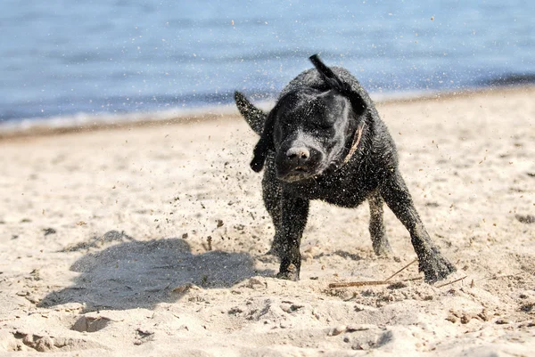 Labrador Retriever on the beach — Stock Photo, Image