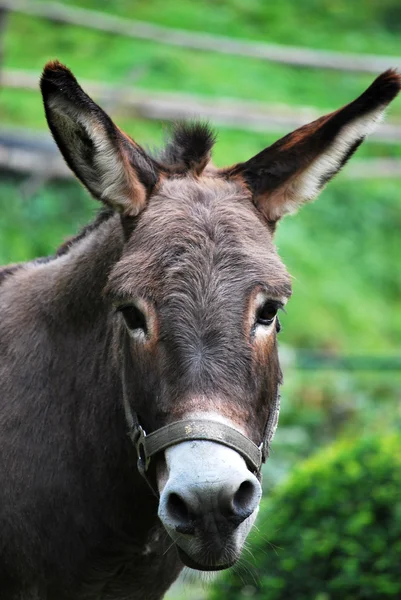 stock image Donkey