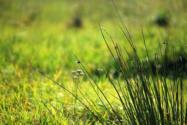 Zielona łąka — Zdjęcie stockowe