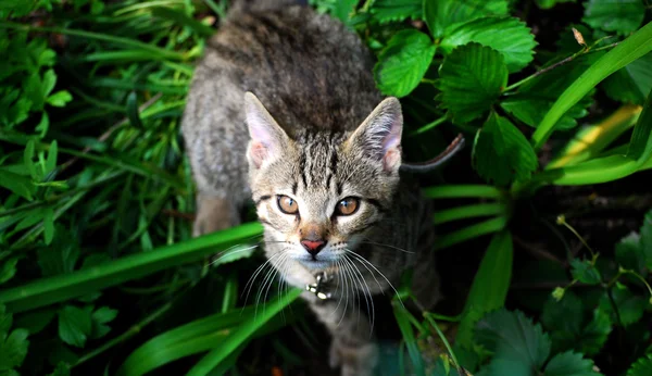 stock image Young cat in the grass