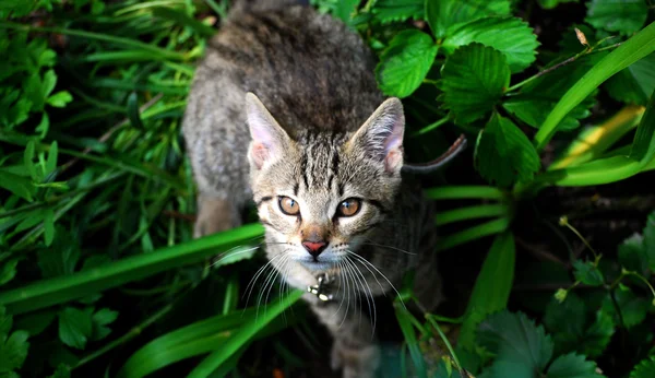 Młody kot w trawie — Zdjęcie stockowe
