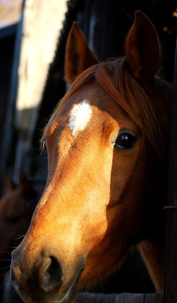 Cabeza de caballo — Foto de Stock