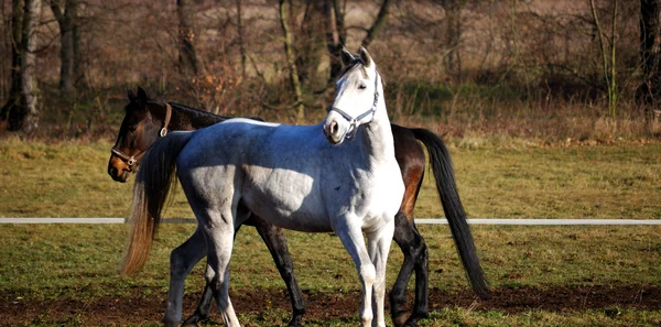 Twee paarden in de paddock — Stockfoto